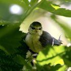 Heute Mittag im Garten