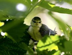 Heute Mittag im Garten