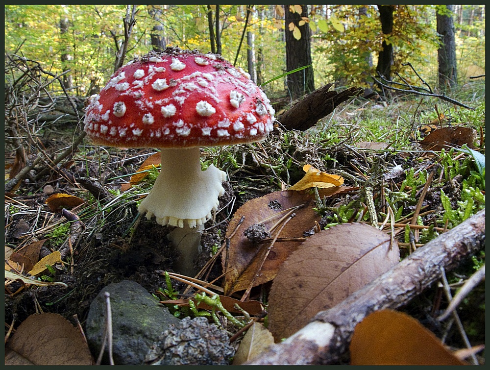 Heute Mittag im Schlumpfwald