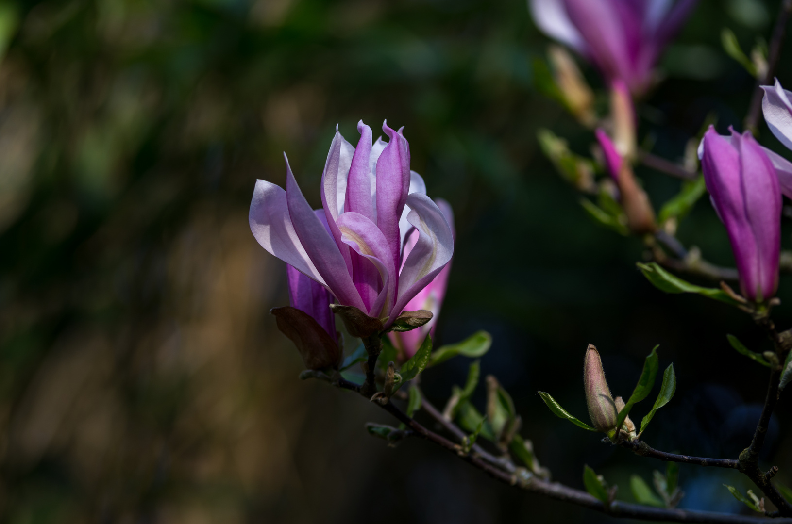 ....heute Mittag in meinem Garten...