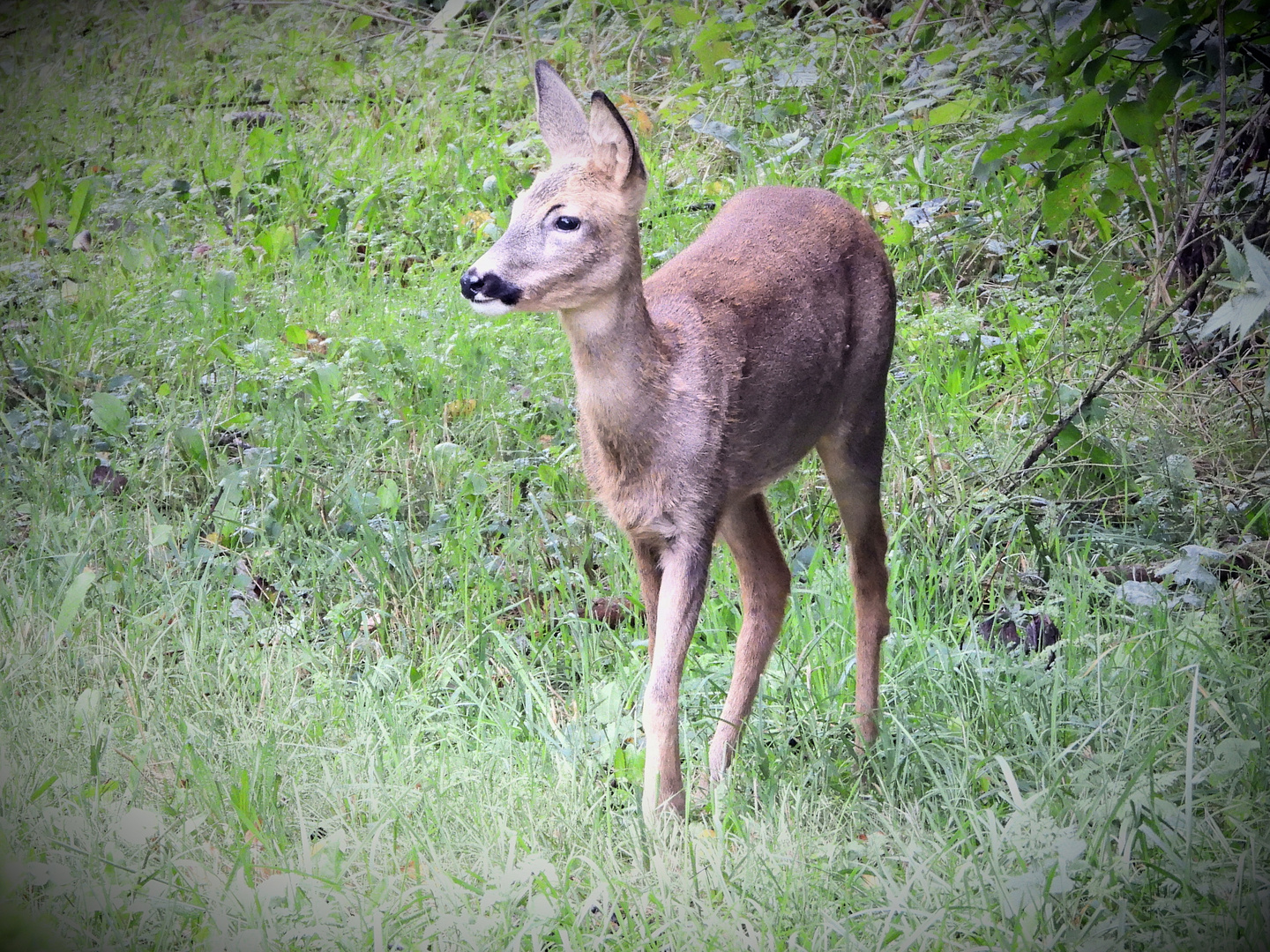 Heute Mittag in unserem Garten