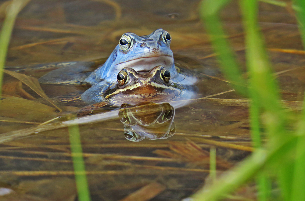 HEUTE: MOORFROSCH BLAU