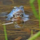 HEUTE: MOORFROSCH BLAU