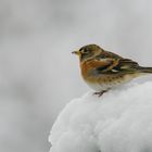 Heute Morgen, -0,2 °C 12 cm Neuschnee 6 Bergfinken