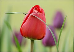 Heute Morgen, 9:00 Frühstück im Garten