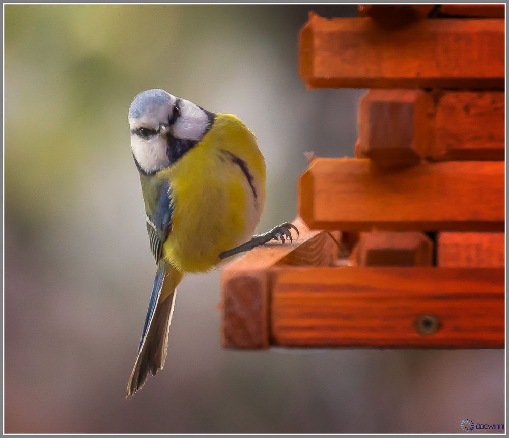 Heute Morgen am Futterhaus