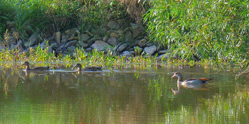 heute Morgen am See...