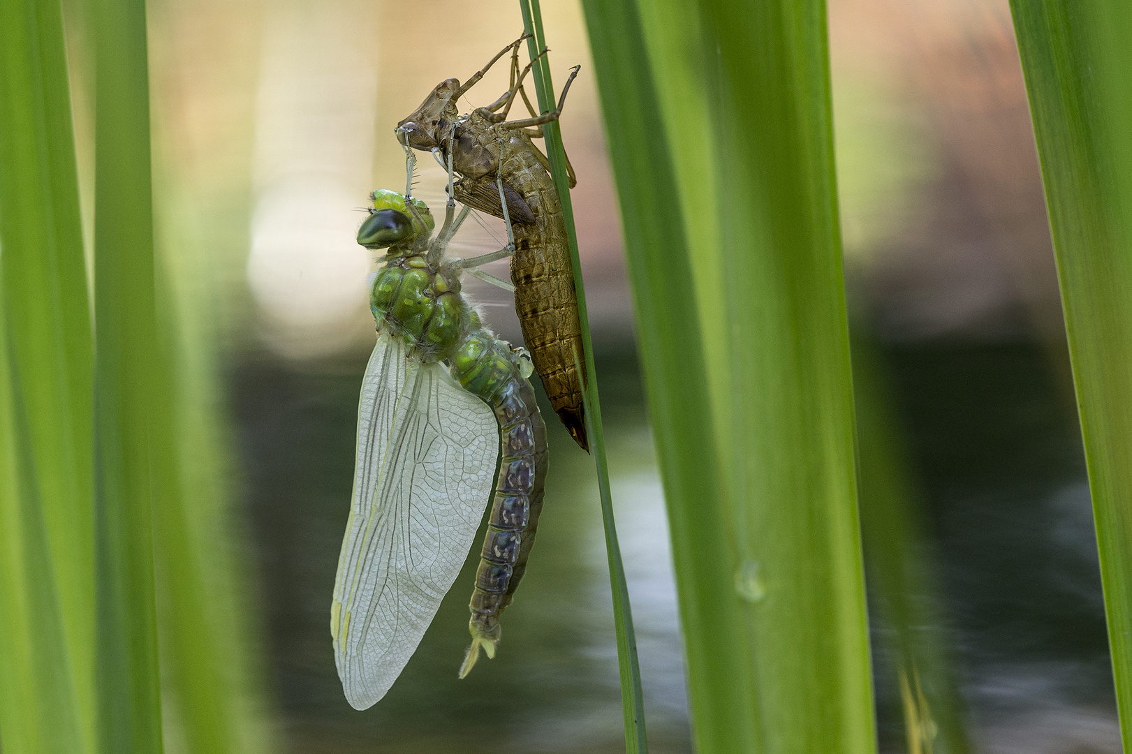 Heute Morgen am Teich - schlüpfende Libelle 3