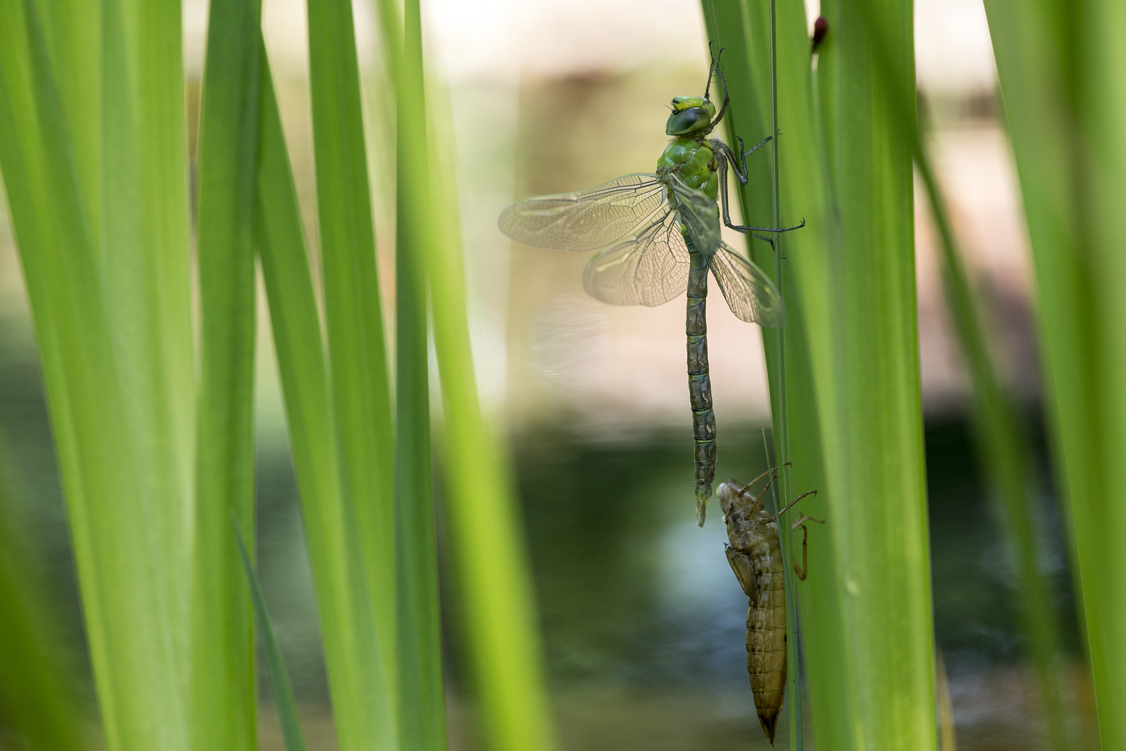 Heute Morgen am Teich - schlüpfende Libelle 4