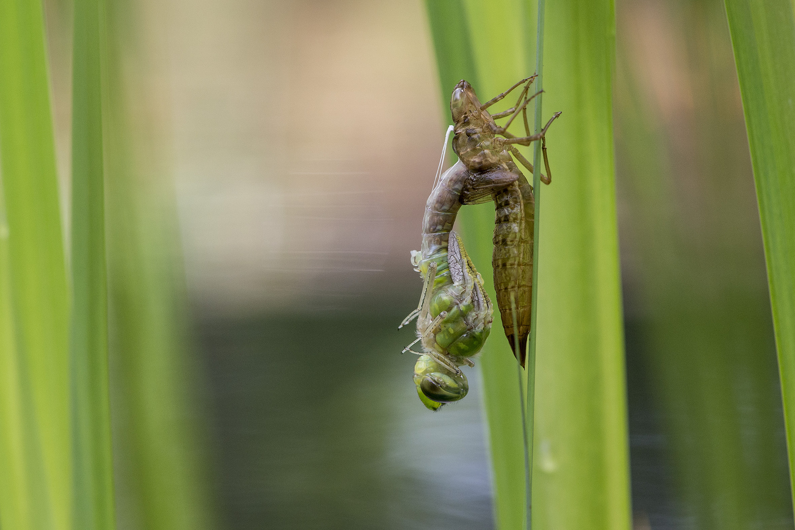 Heute morgen am Teich - schlüpfende Libelle