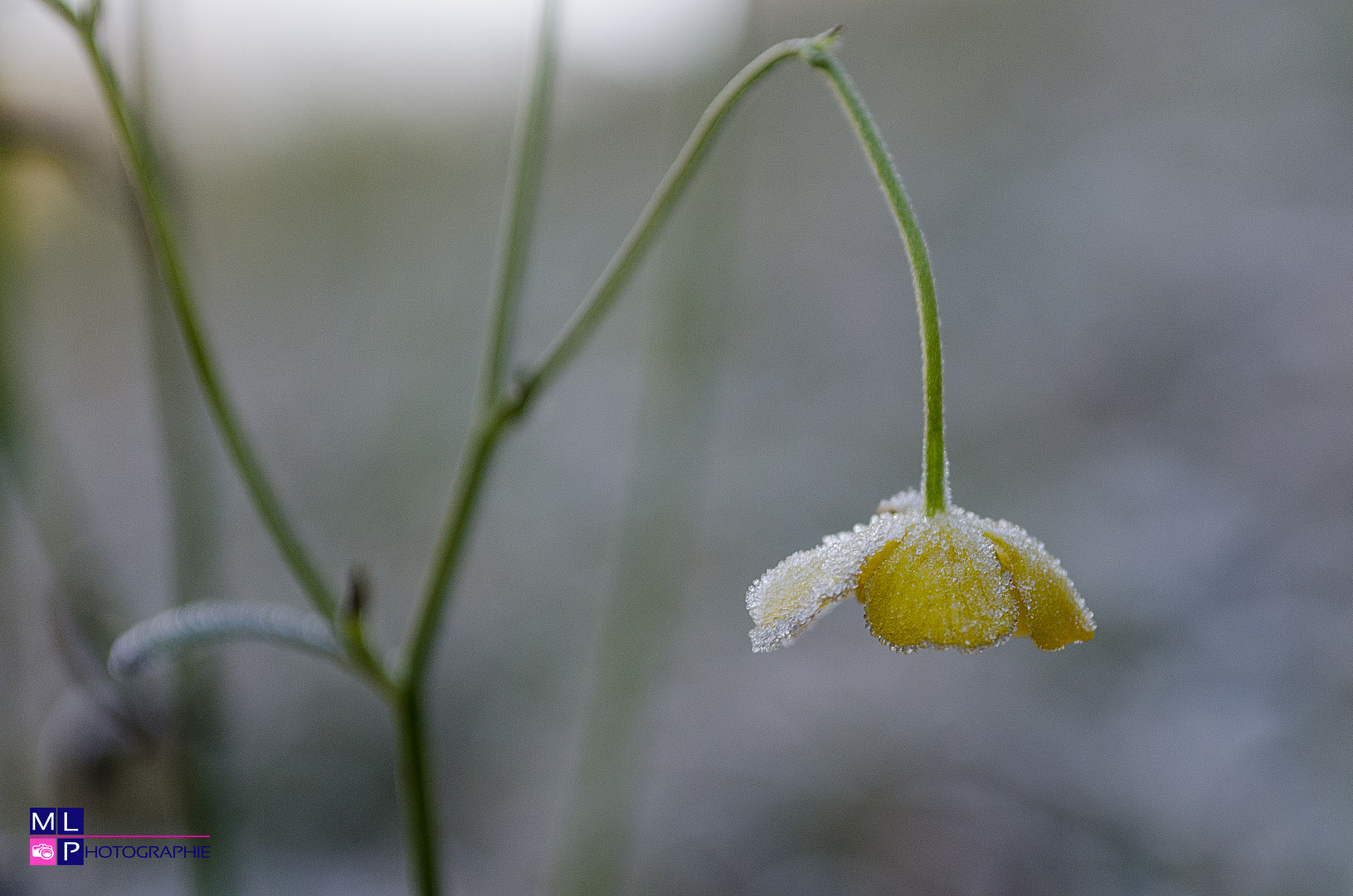 Heute morgen am Waldrand