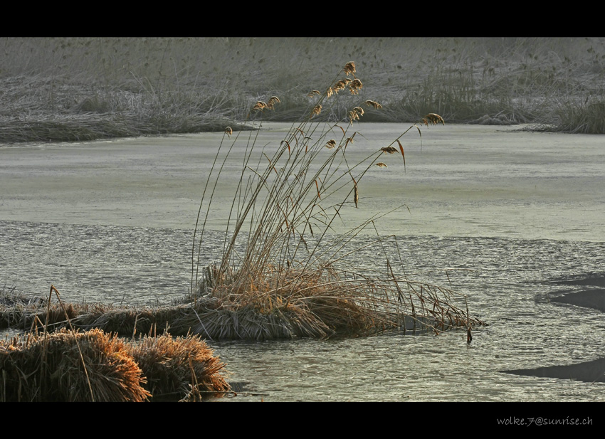 Heute Morgen am Weiher