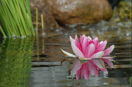 heute Morgen an meinem Teich