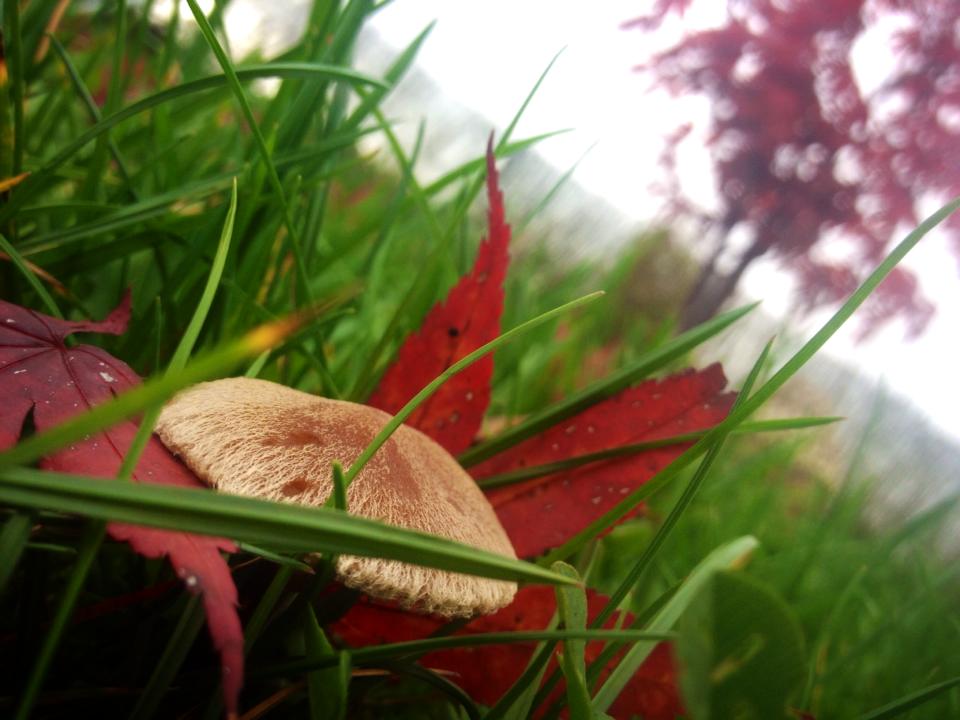 Heute Morgen auf meiner Wiese..