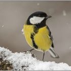 Heute morgen bei Schneefall an der Fütterung