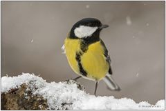 Heute morgen bei Schneefall an der Fütterung