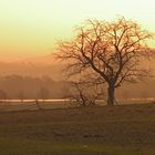 Heute morgen bei Sonnenaufgang ; Geschiebesperre bei Hollenstedt.