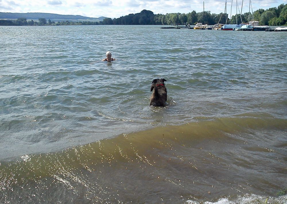 Heute morgen beim Bade,Pino mit Frauchen bei kräftigem Surfer -Wind .