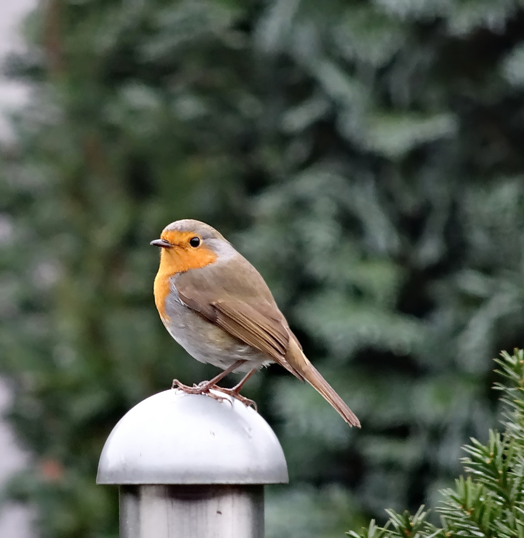 Heute Morgen Besuch vom Rotkehlchen