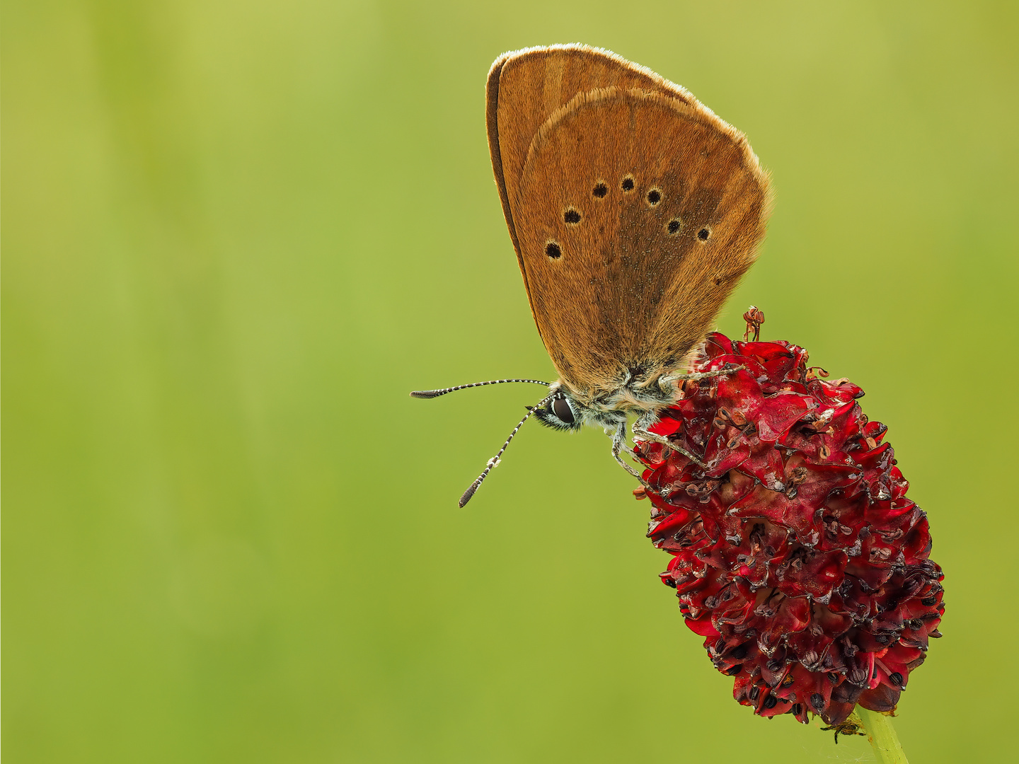 Heute morgen, erste Schmetterling Aufnahme dieses Jahr 