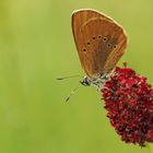 Heute morgen, erste Schmetterling Aufnahme dieses Jahr 