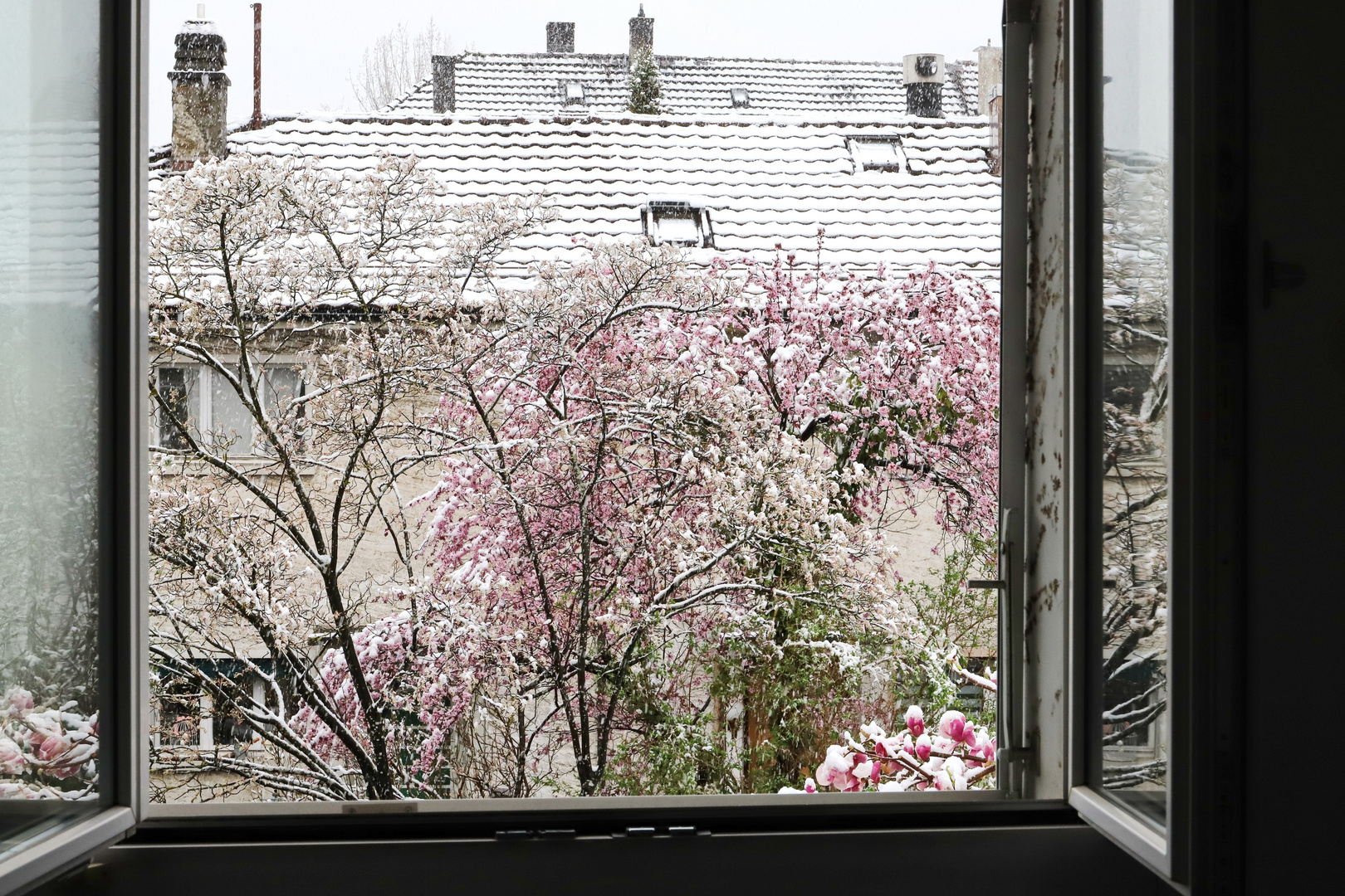 Heute morgen: Fenster auf, Augen auf...und...das erste Bild des Tages ist im Kasen