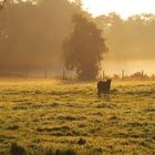 Heute morgen ganz früh