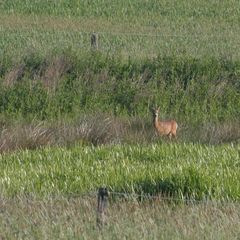 Heute morgen habe ich einen Bock geschossen ;-)