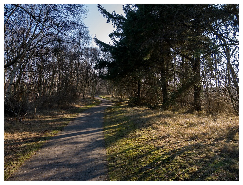 Heute Morgen im Borkumer Südwäldchen