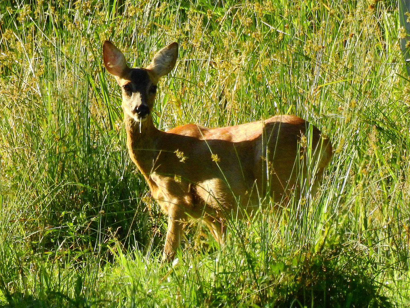 Heute Morgen im Garten !