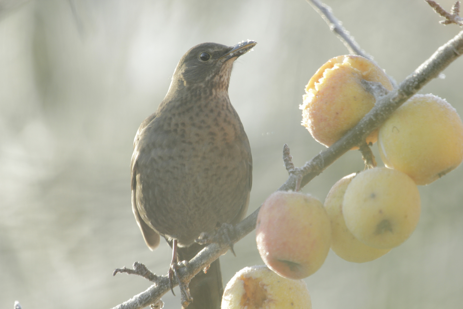 heute morgen im Garten