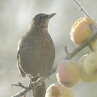 heute morgen im Garten