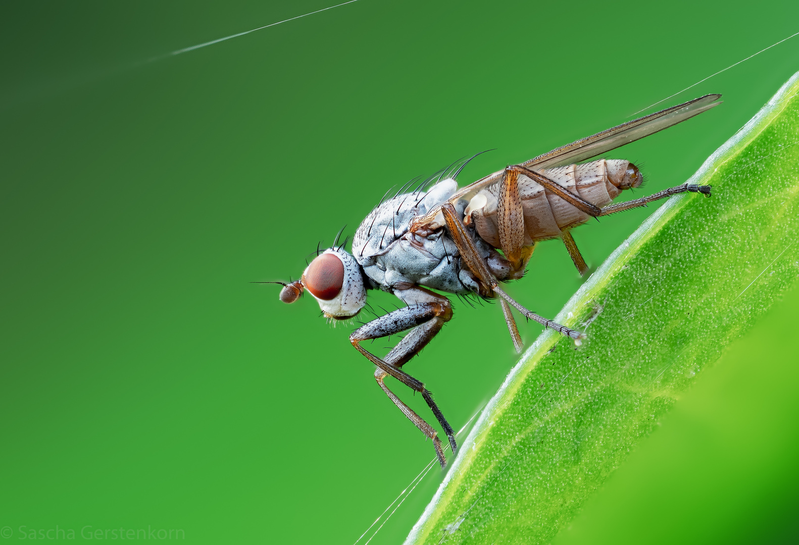 Heute morgen im Garten - die Fliege 3