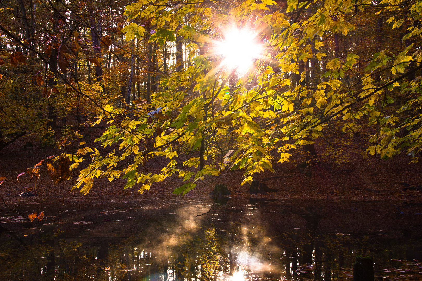 Heute morgen im Grunewald