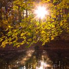 Heute morgen im Grunewald