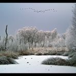 Heute Morgen im Moor