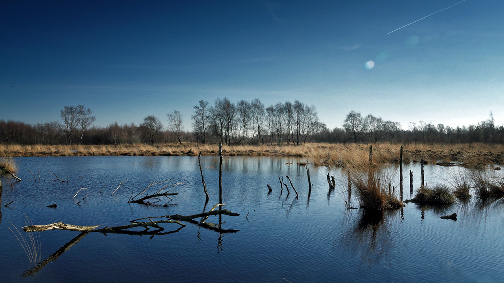 Heute Morgen im Moor