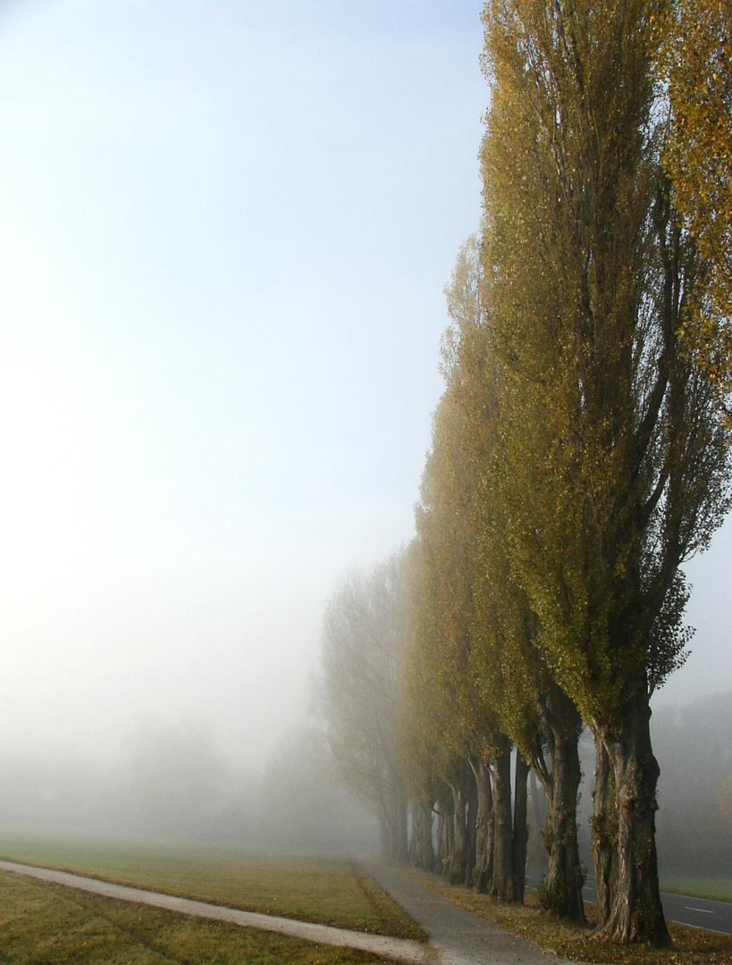 heute Morgen im Nebel