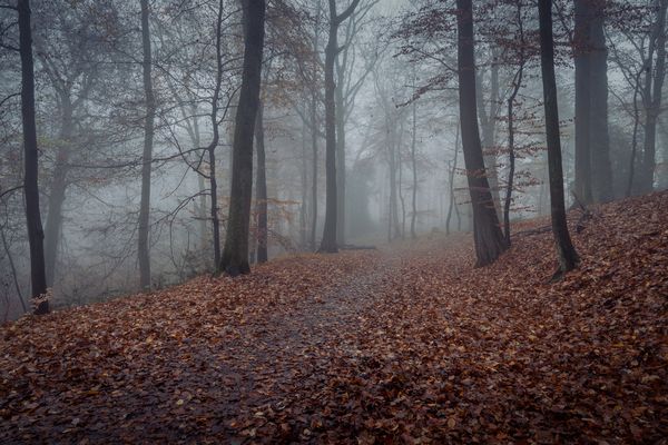 Heute Morgen im Nebelwald