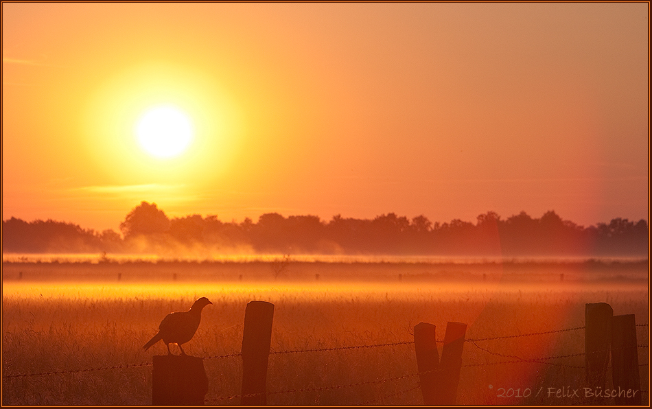 Heute Morgen im Recker Moor (4)