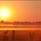 Heute Morgen im Recker Moor (4)