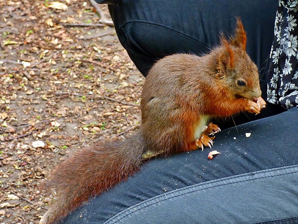 Heute morgen im Rombergpark.