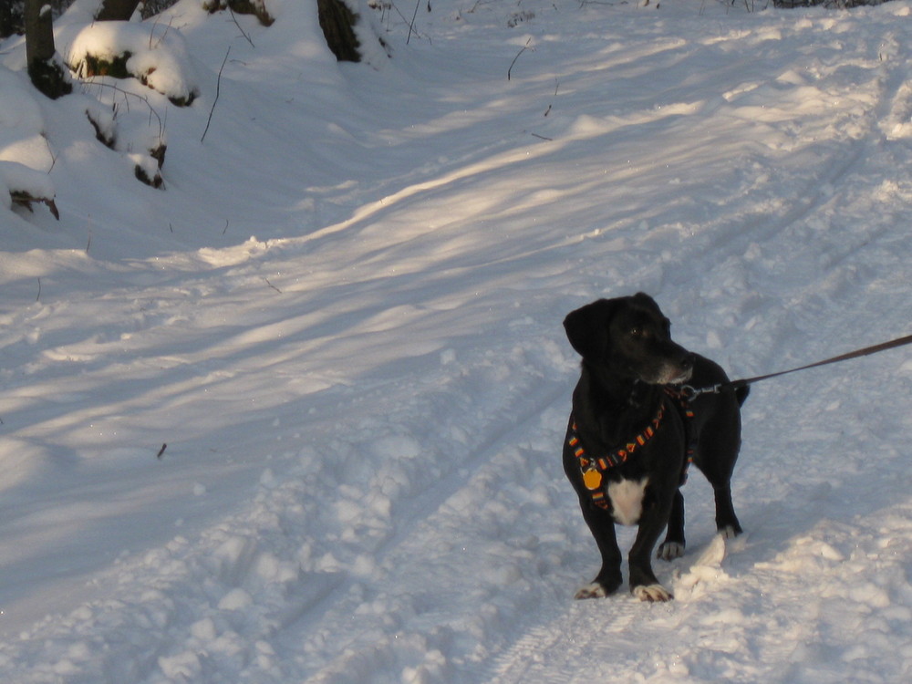 Heute Morgen im Schnee