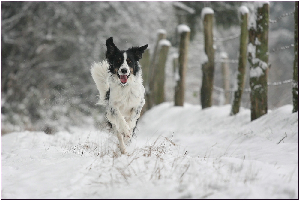 Heute Morgen im Schnee...