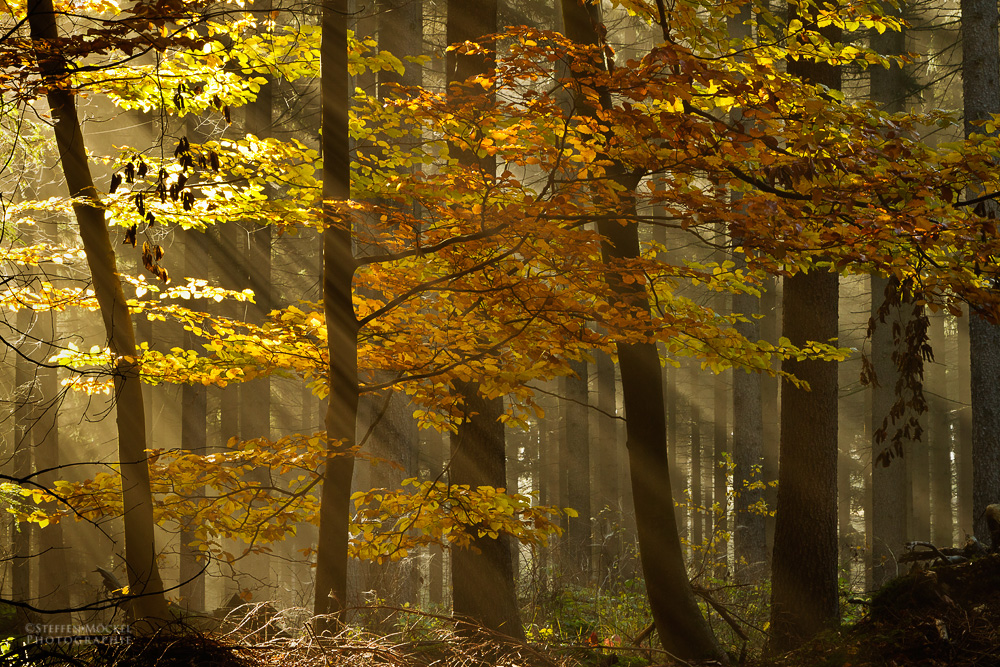 Heute morgen im Wald