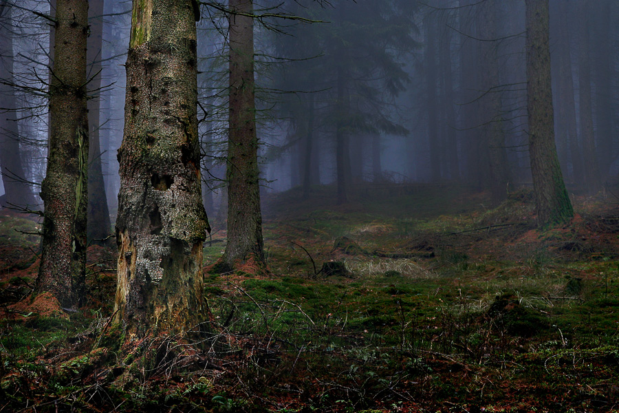 Heute morgen im Wald