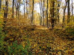 Heute morgen im Wald.