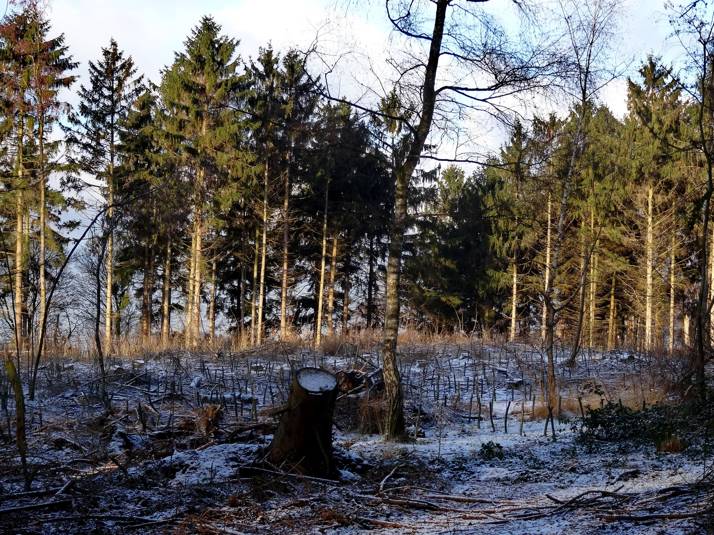 Heute morgen im Wald