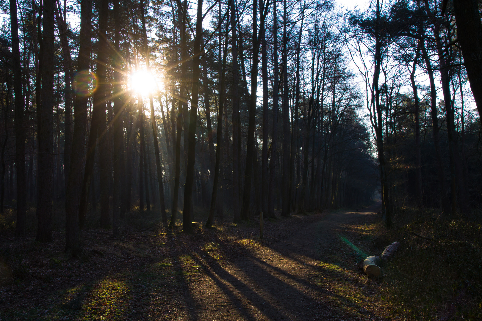 Heute morgen im Wald 4