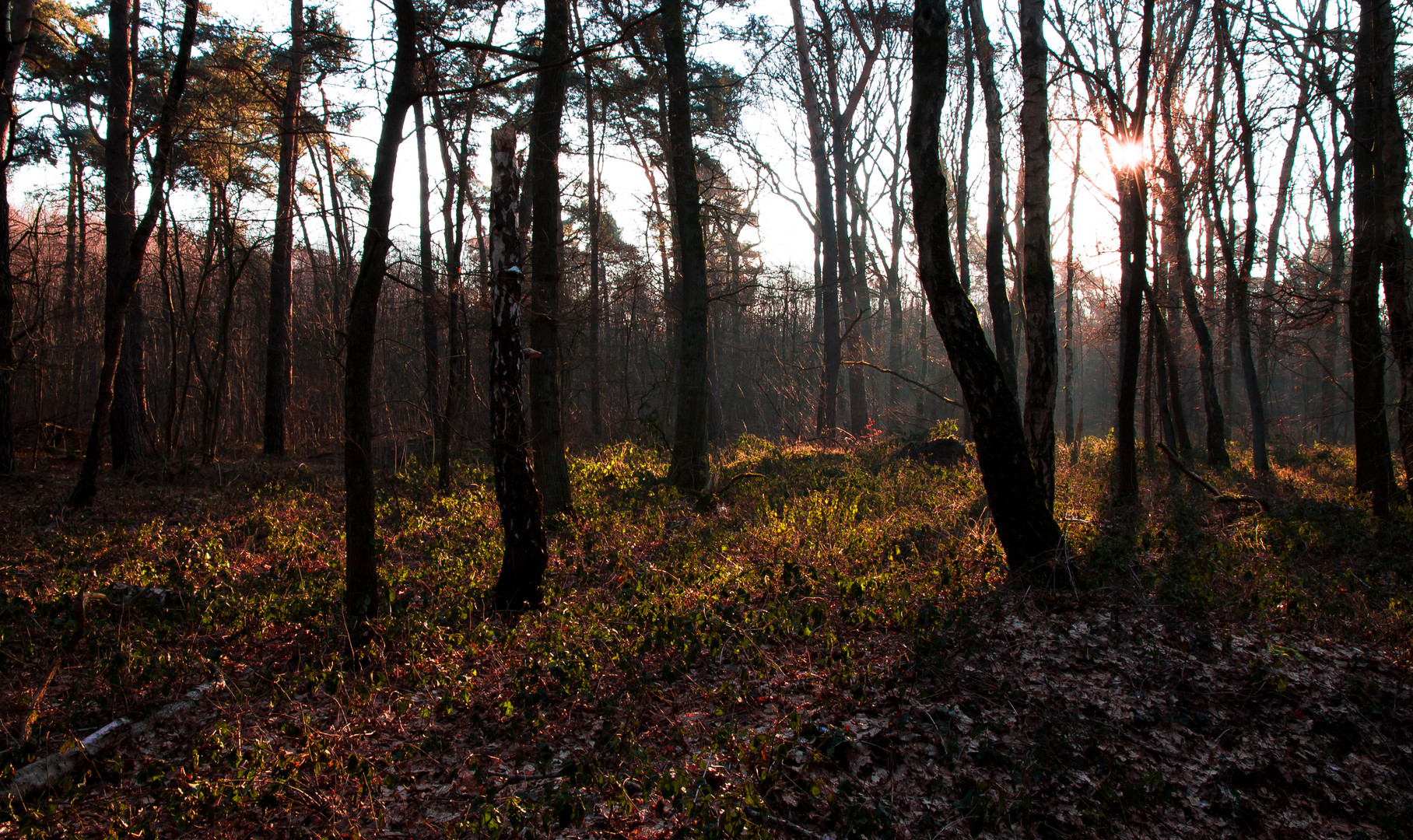 Heute morgen im Wald 5